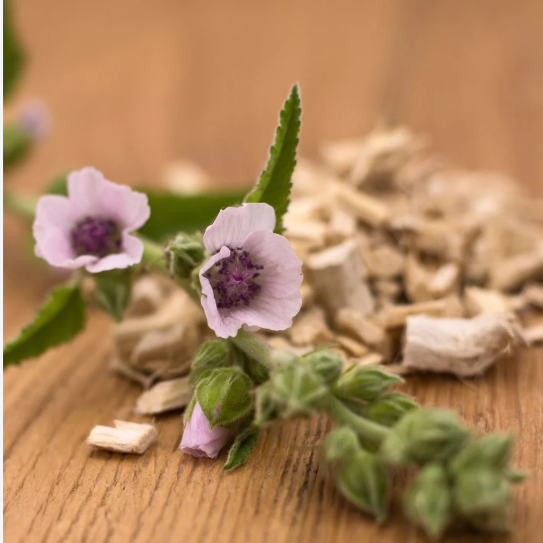 Herb To Body - Marshmallow Root C/S - 4oz, photo 4 of 5