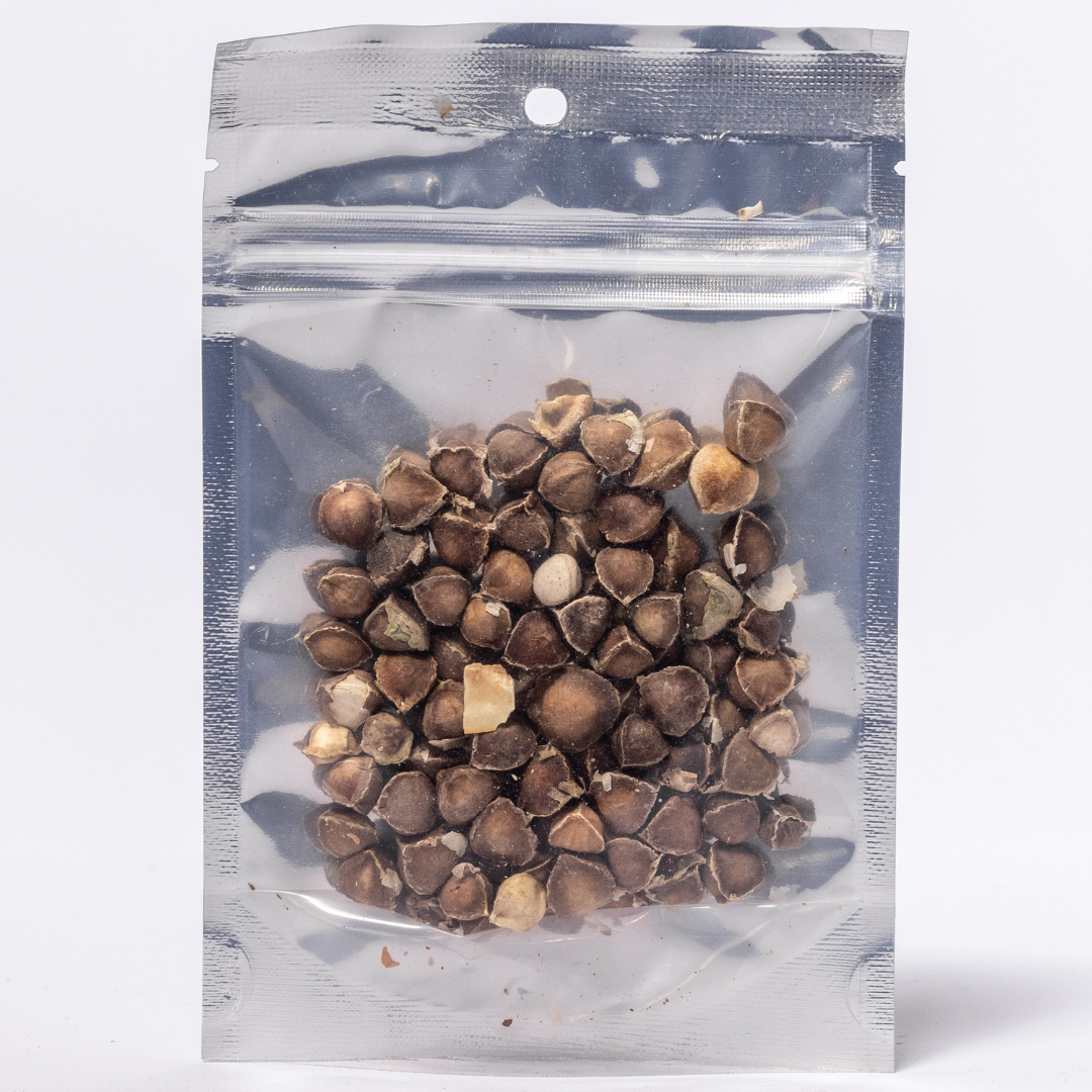 Herb To Body - Moringa Seeds - 1/2 oz (14g), photo 2 of 2