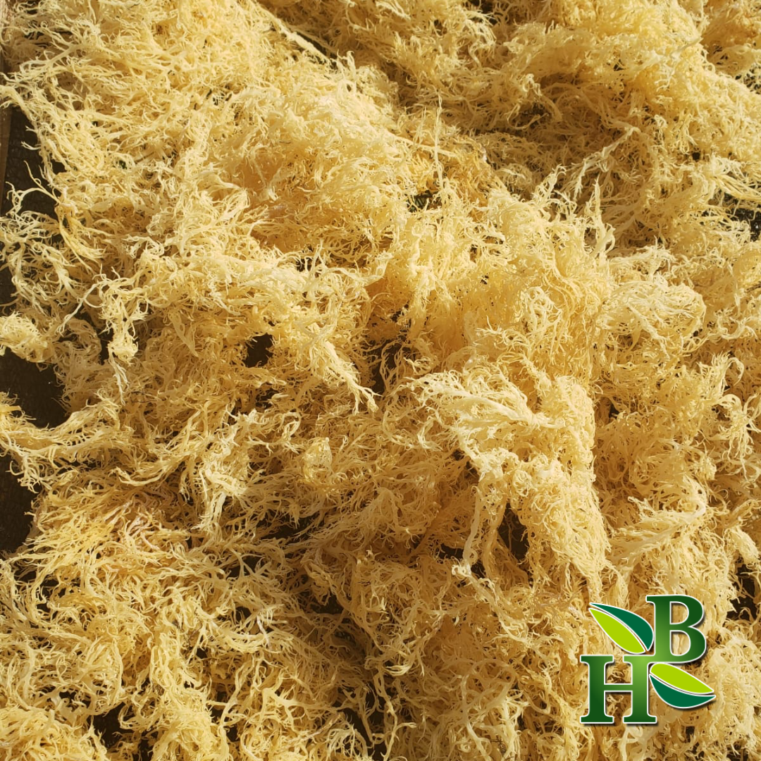Herb To Body - Gold Sea Moss (Dry) - Wildcrafted From Caribbean 4oz, photo 7 of 8