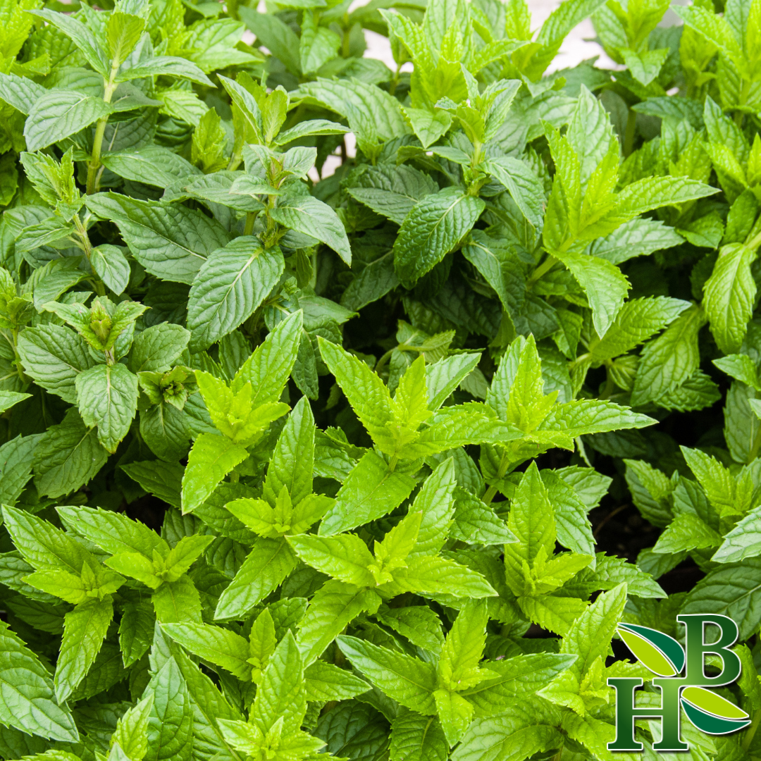 Herb To Body - Spearmint Leaf C/S - 4oz, photo 3 of 3